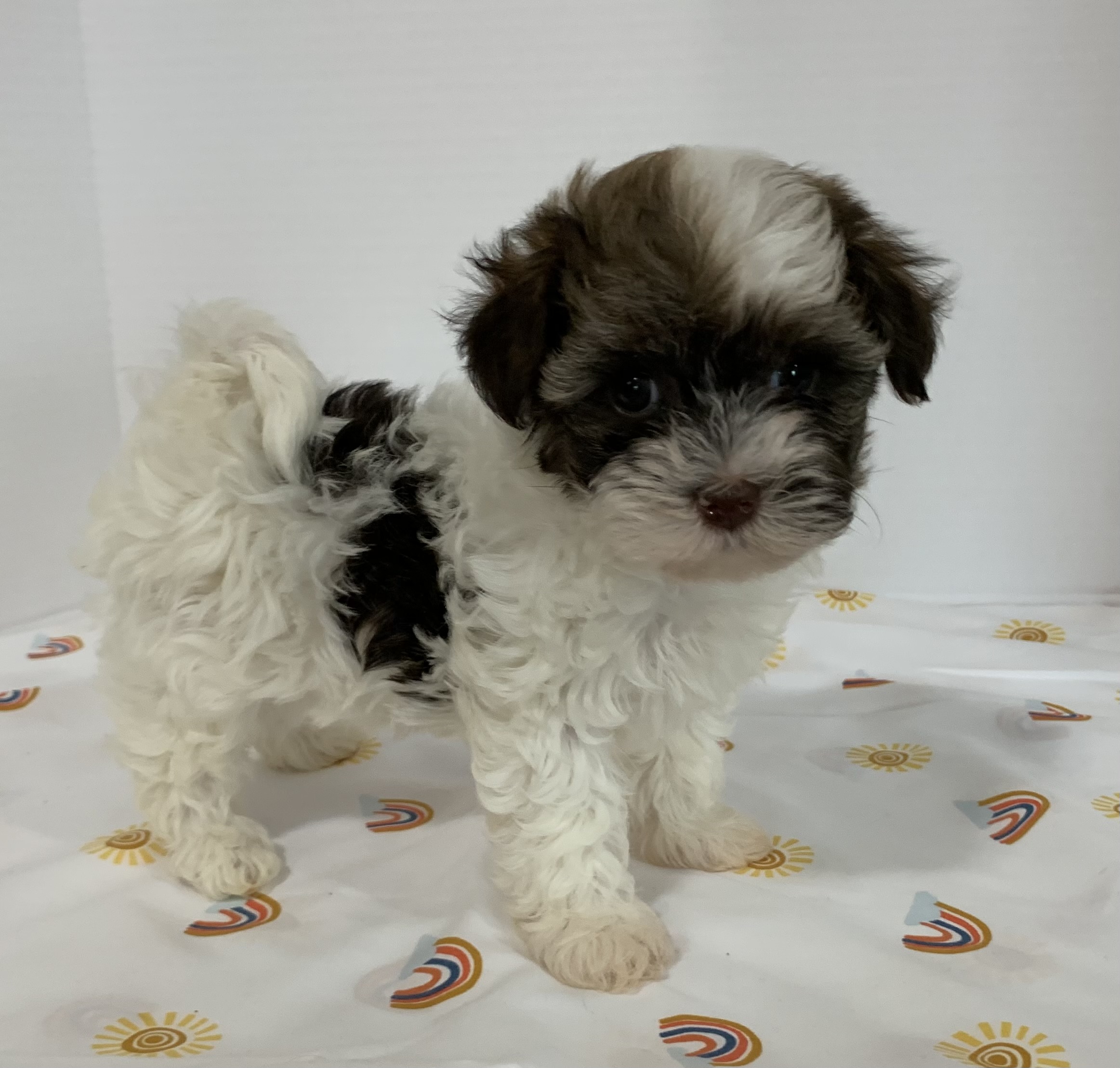 puppy, for, sale, Havanese, Debra K Lott, dog, breeder, Merit, TX, dog-breeder, puppy-for-sale, forsale, nearby, find, puppyfind, locator, puppylocator, aca